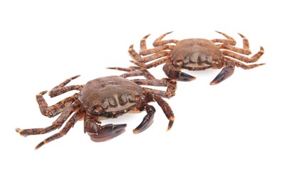 Photo of Two fresh raw crabs isolated on white