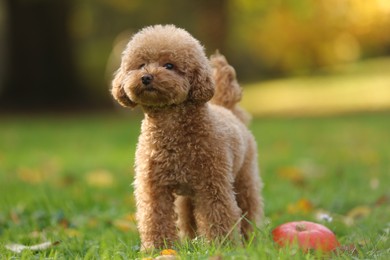 Cute Maltipoo dog and pumpkin on green grass in autumn park