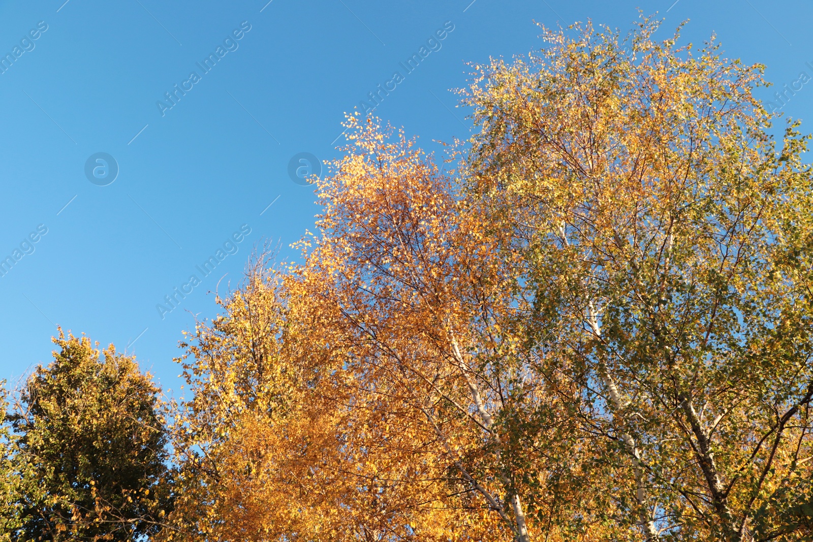 Photo of Beautiful trees with bright leaves against sky on autumn day, low angle view