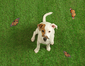 Image of Cute Jack Russel Terrier playing with butterflies on green grass, top view. Lovely dog