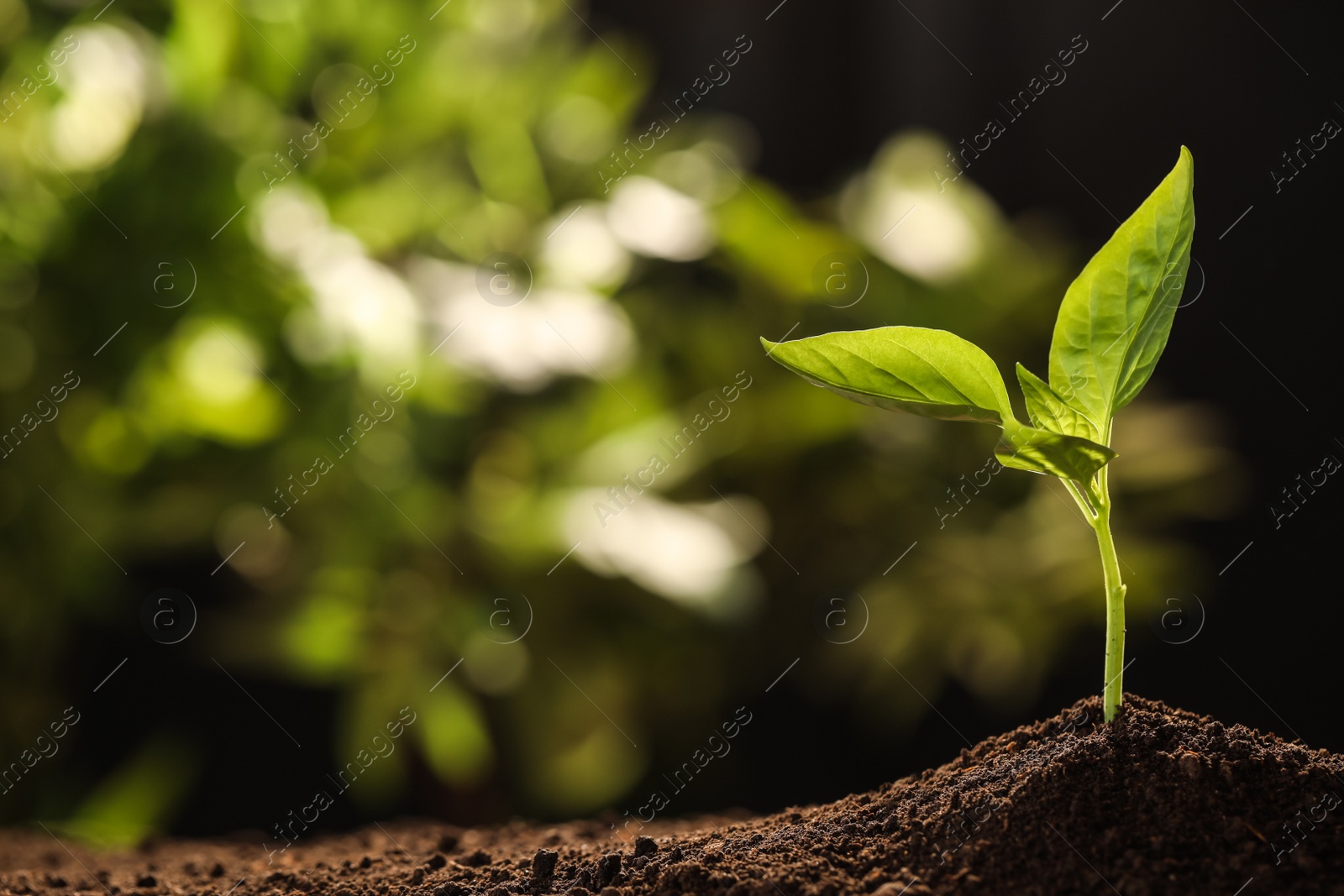 Photo of Young seedling in soil on blurred background, space for text