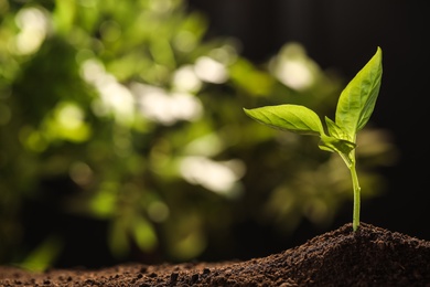 Young seedling in soil on blurred background, space for text