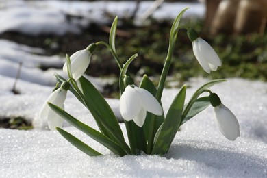 Photo of Beautiful blooming snowdrops growing in snow outdoors. Spring flowers