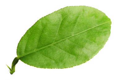 Photo of Green leaf of lemon tree isolated on white