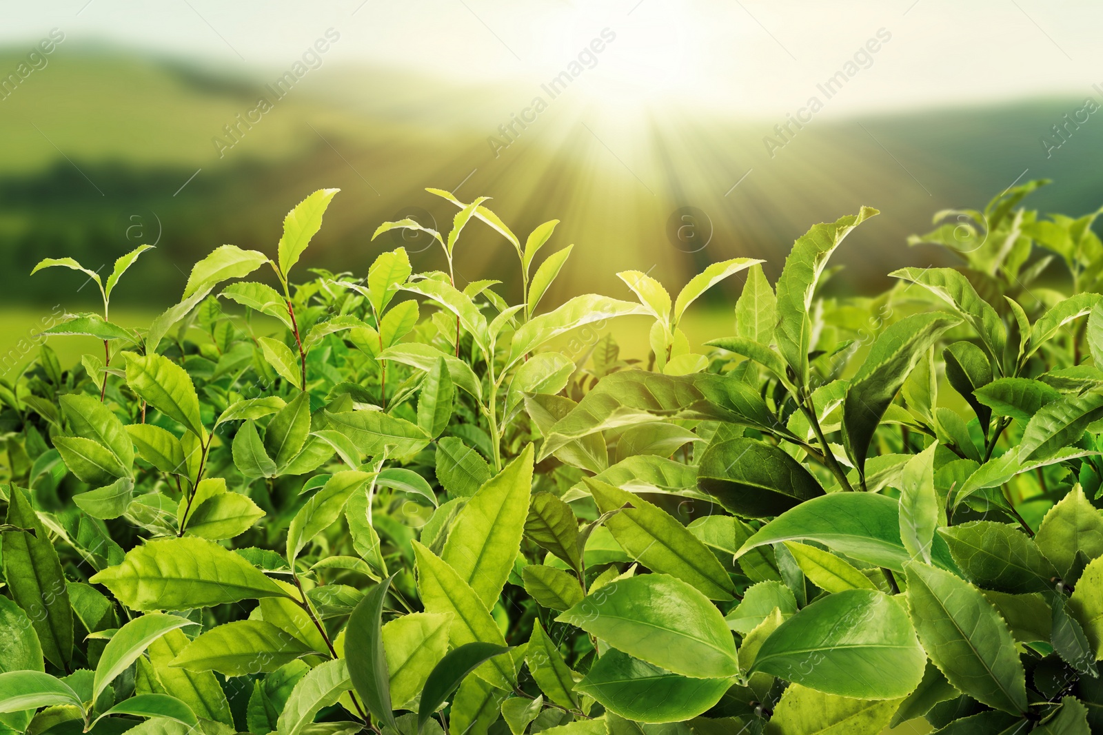 Image of Tea plantation. Plants with fresh green leaves, closeup