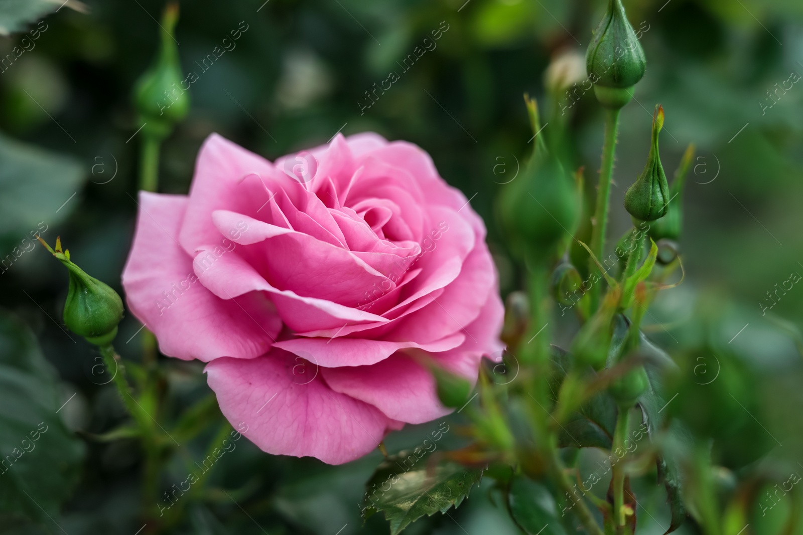 Photo of Beautiful blooming pink rose on bush outdoors, closeup. Space for text