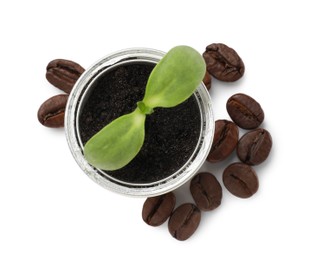 Green seedling growing in coffee capsule and beans isolated on white, top view