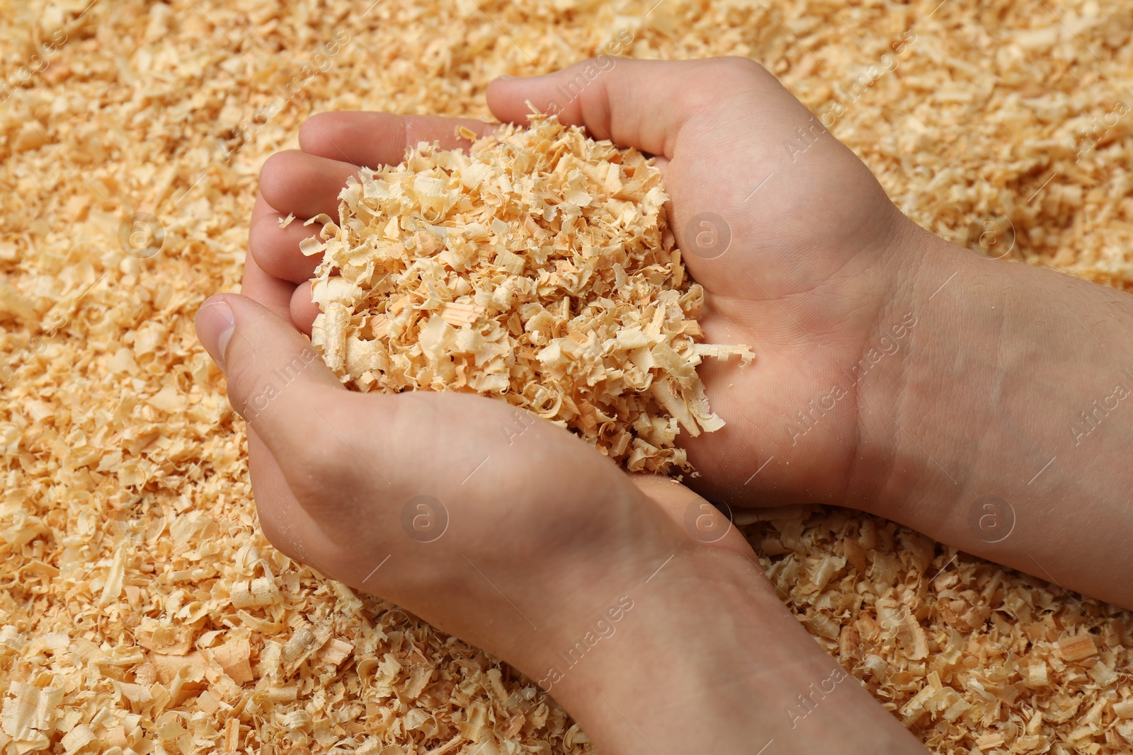 Photo of Woman holding dry natural sawdust, closeup view