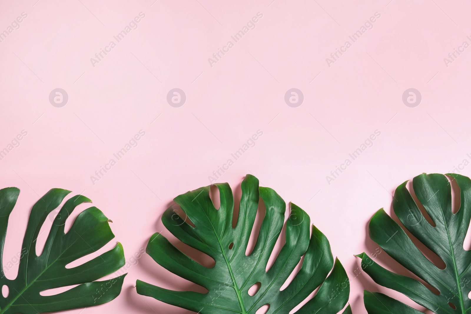 Photo of Green fresh monstera leaves on color background, flat lay with space for text. Tropical plant