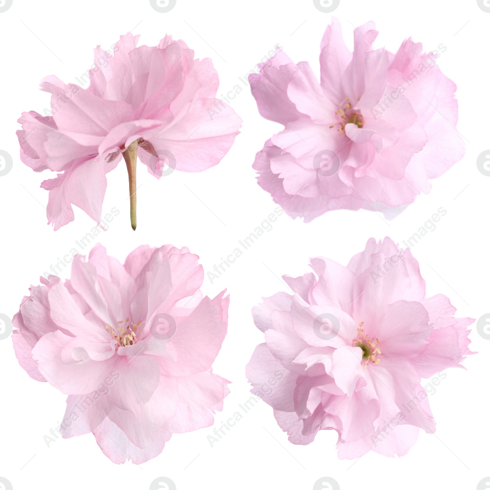 Image of Set of beautiful sakura blossoms on white background. Spring season