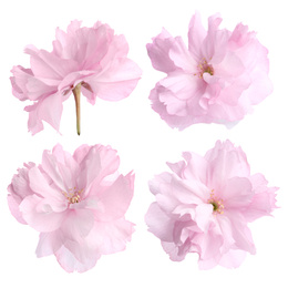 Image of Set of beautiful sakura blossoms on white background. Spring season