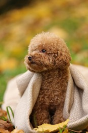 Cute Maltipoo dog wrapped in blanket in autumn park