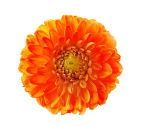 Image of Beautiful orange dahlia flower isolated on white