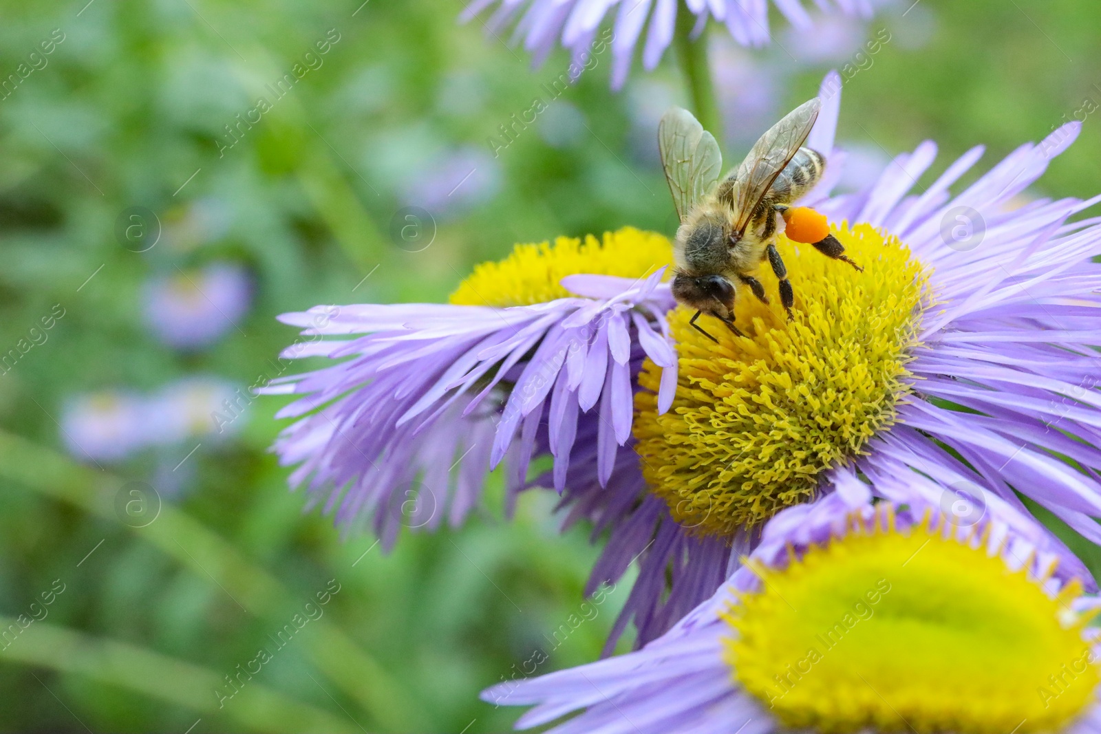 Photo of Honeybee collecting nectar from beautiful flower outdoors, closeup. Space for text