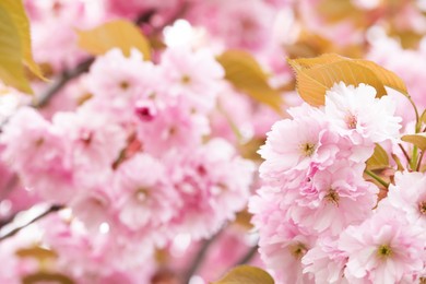 Photo of Beautiful pink flowers of blossoming sakura tree, closeup