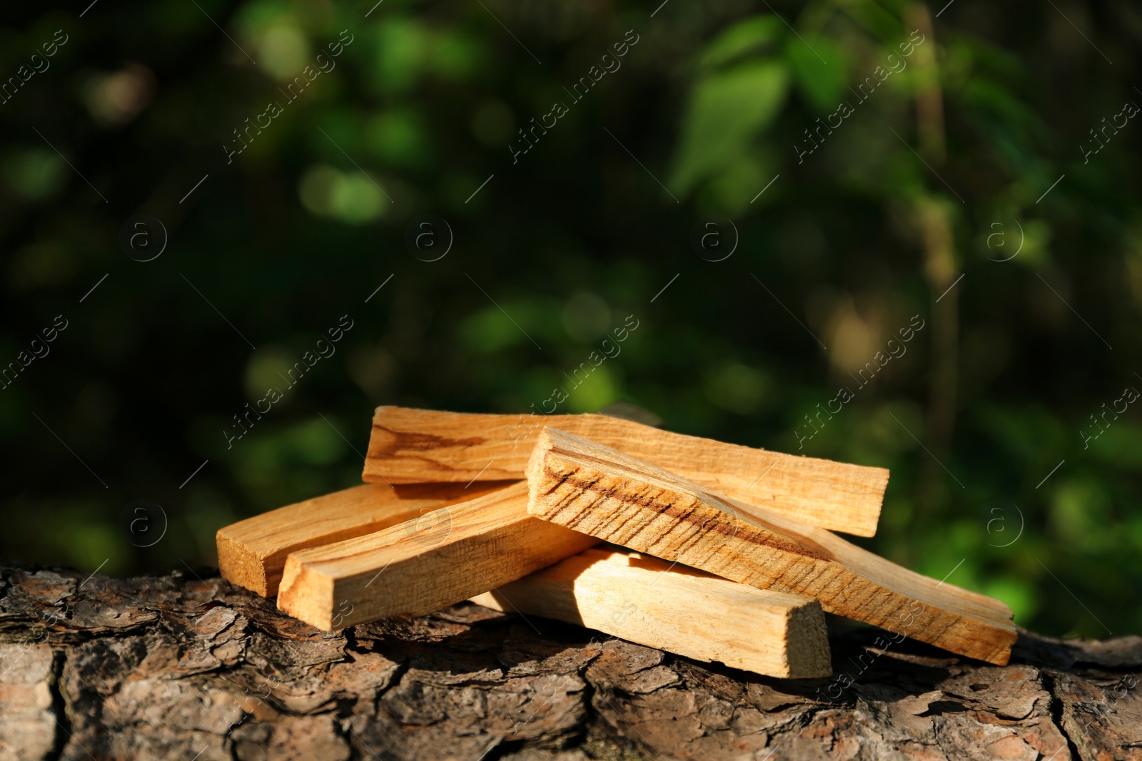 Photo of Palo santo sticks on tree bark outdoors, closeup