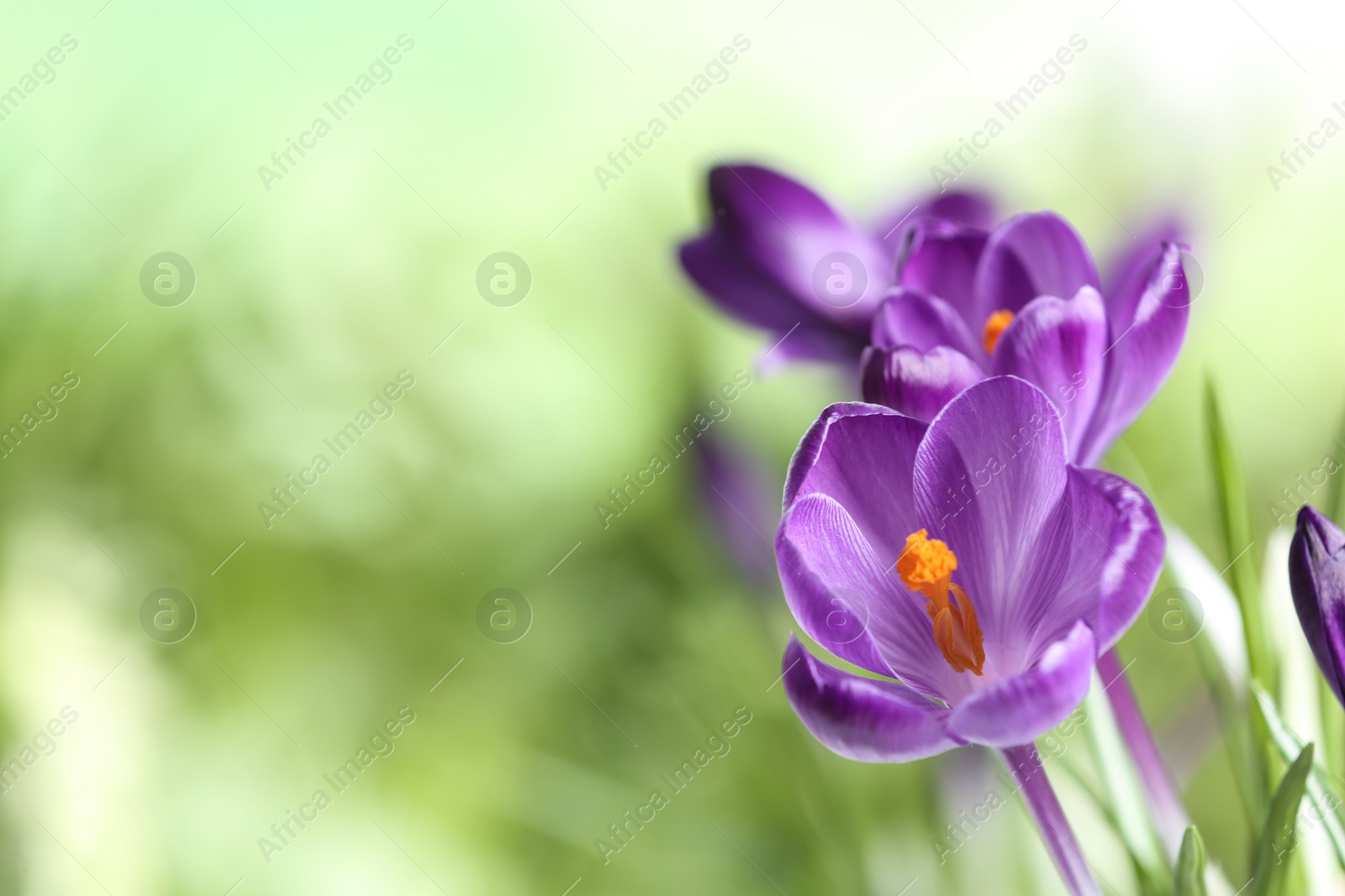 Photo of Beautiful spring crocus flowers on blurred background, space for text