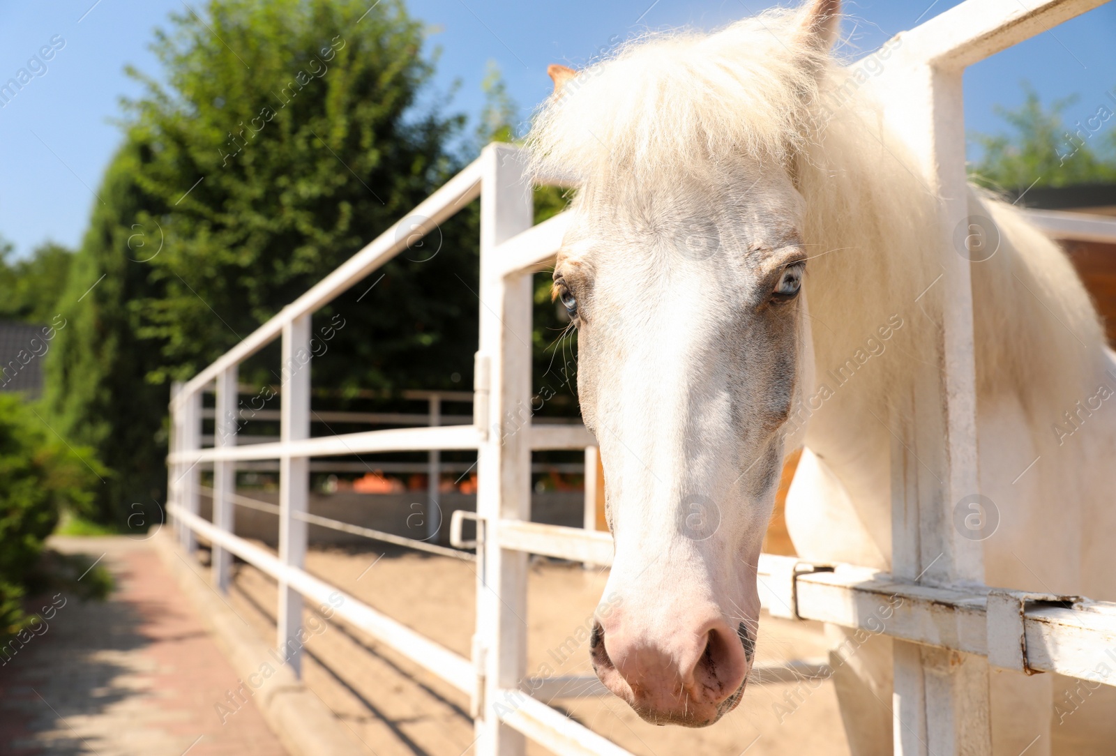 Photo of White horse in paddock on sunny day. Beautiful pet