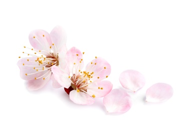 Beautiful apricot tree blossom on white background. Springtime