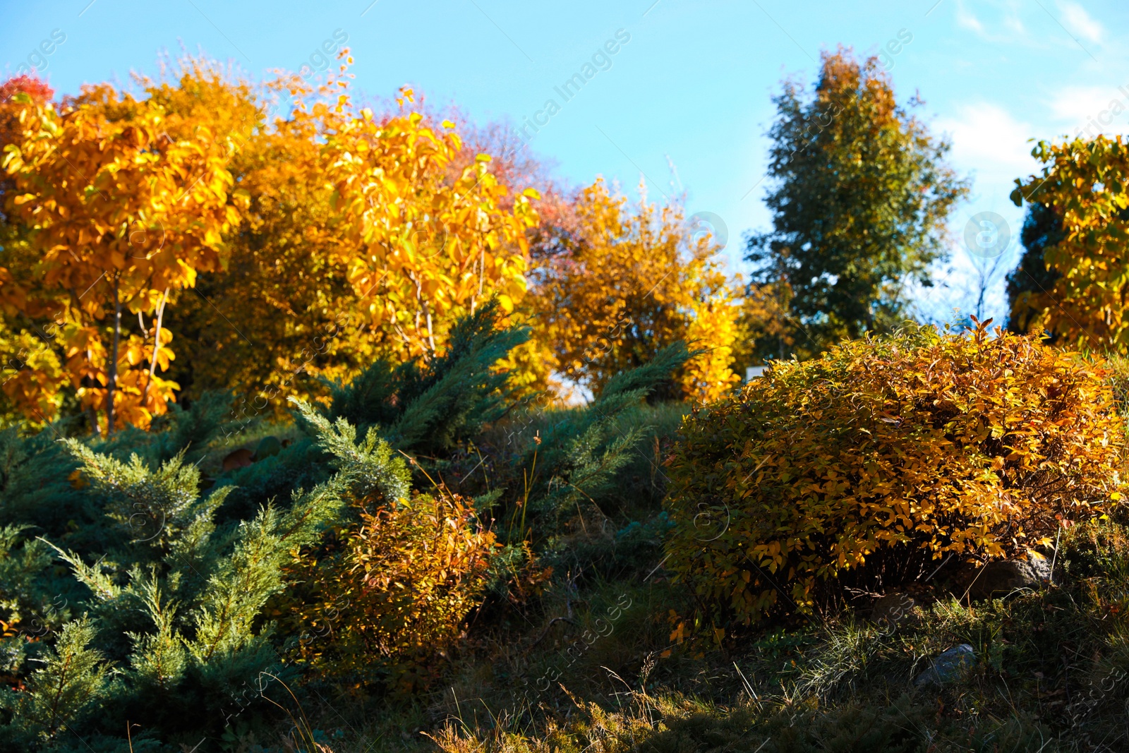 Photo of Beautiful plants with bright leaves in park. Autumn season