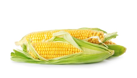 Photo of Ripe raw corn cobs with husk on white background