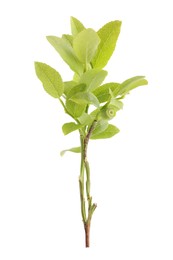 Photo of Bilberry branch with fresh green leaves isolated on white