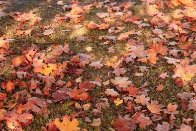 Photo of Beautiful dry leaves on grass outdoors. Autumn season