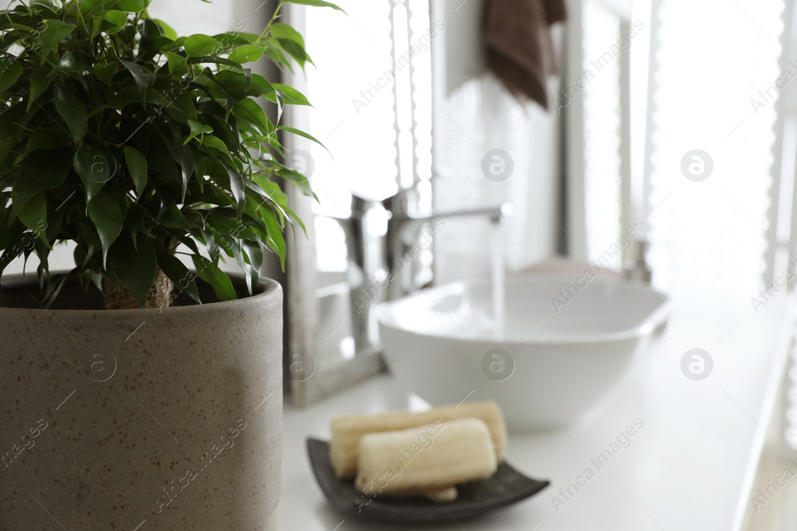 Photo of Home plant in bathroom, closeup. Space for text
