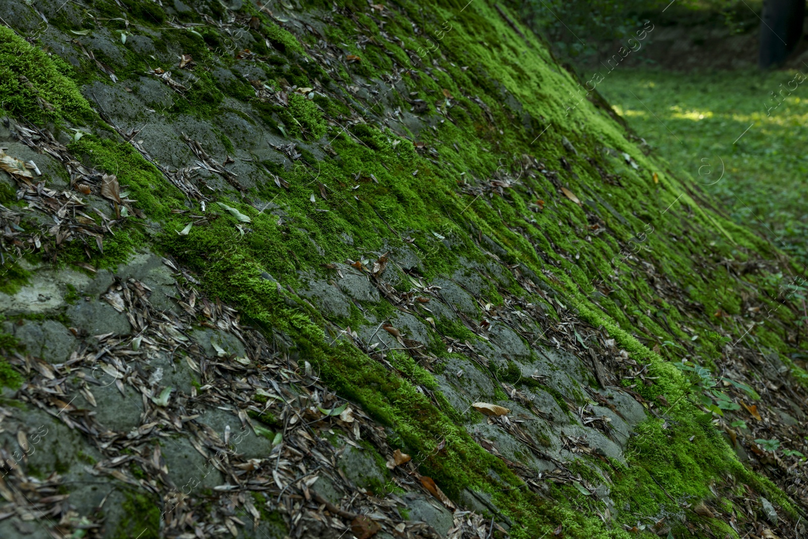 Photo of Stone wall overgrown with green moss outdoors