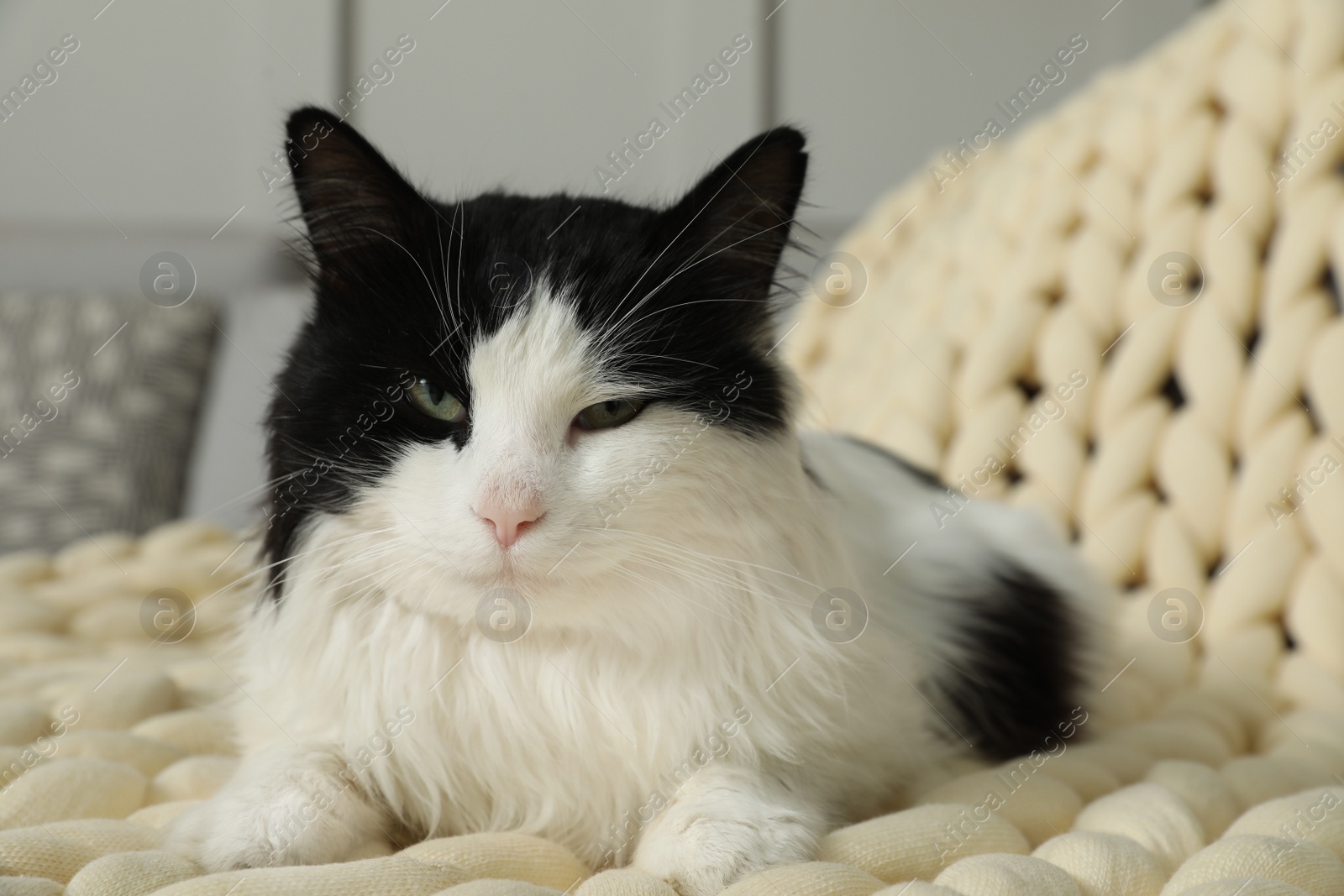 Photo of Cute cat on sofa at home. Lovely pet