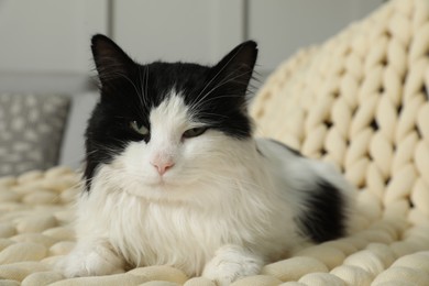 Cute cat on sofa at home. Lovely pet