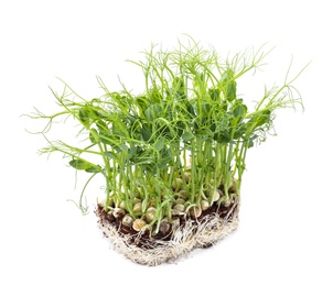 Fresh organic microgreen in soil on white background