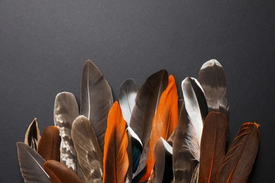 Many different bird feathers on black background, flat lay. Space for text