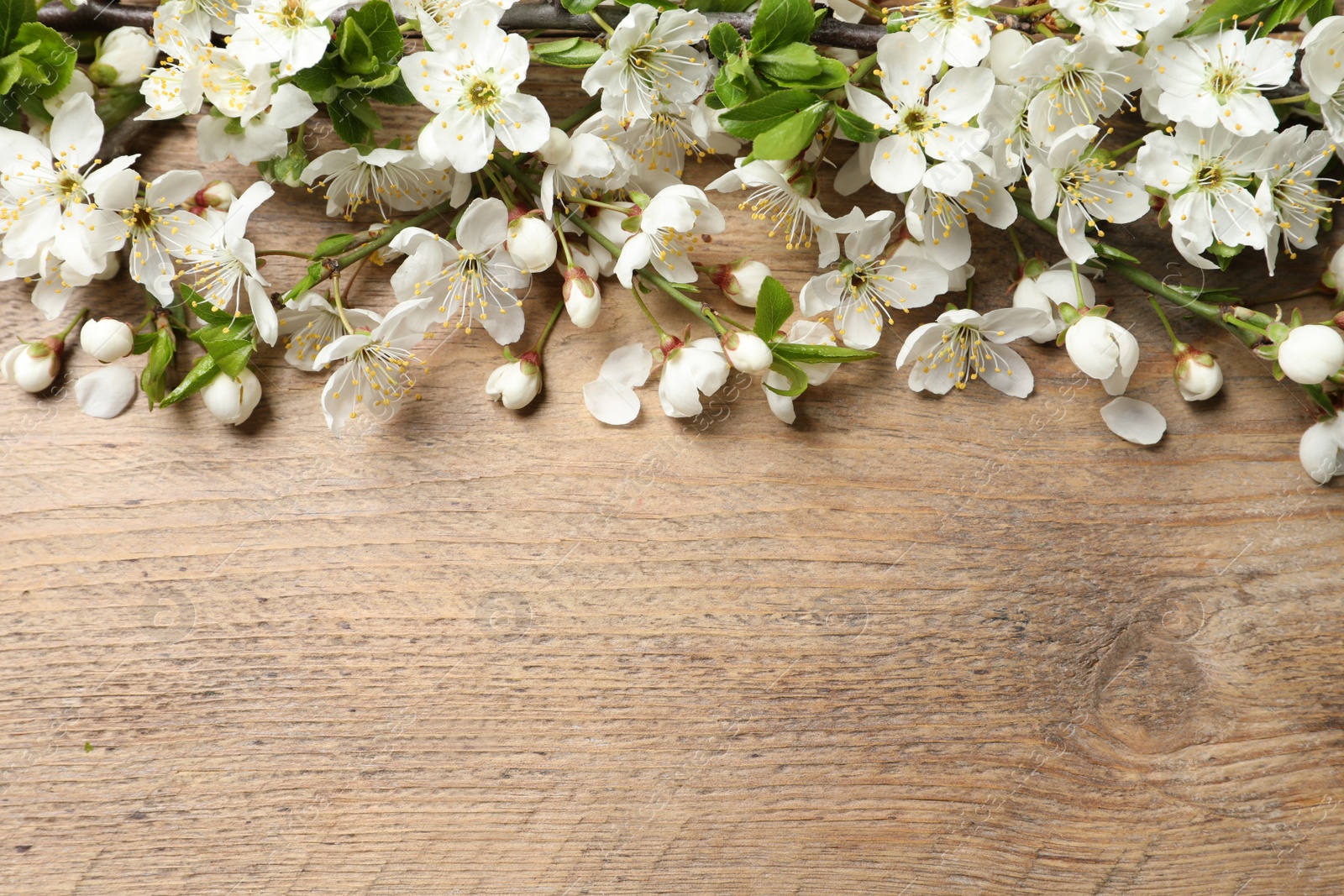 Photo of Blossoming spring tree branches as border on wooden background, flat lay. Space for text