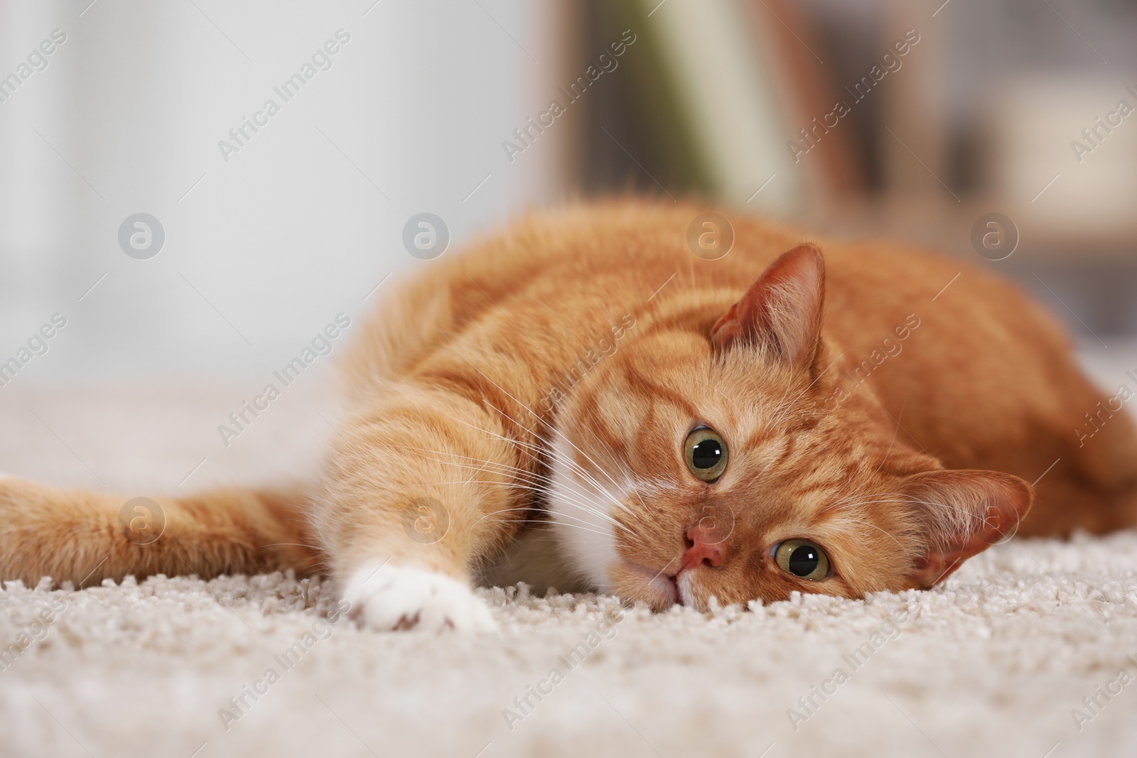 Photo of Cute ginger cat lying on carpet at home, closeup