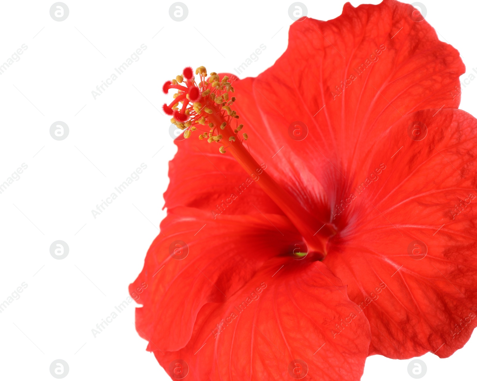 Photo of Beautiful red hibiscus flower isolated on white