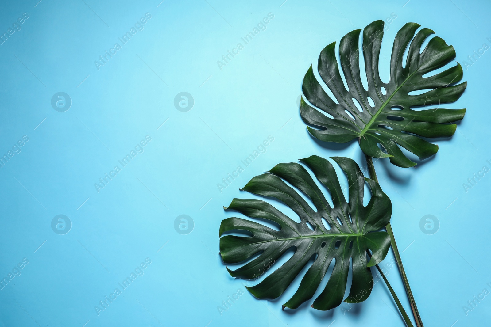 Photo of Green fresh monstera leaves on color background, flat lay with space for text. Tropical plant