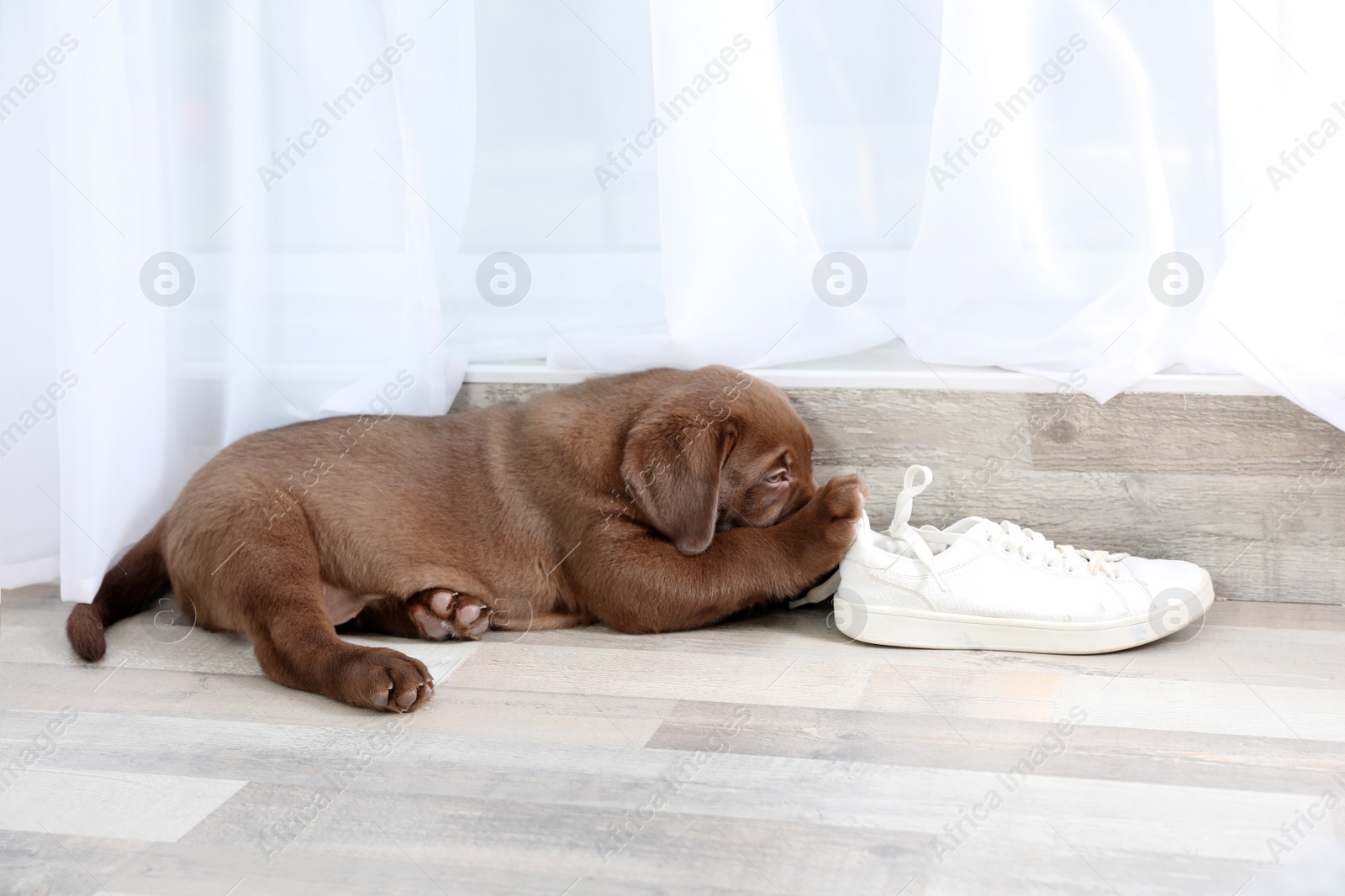 Photo of Chocolate Labrador Retriever puppy playing with sneaker on floor indoors