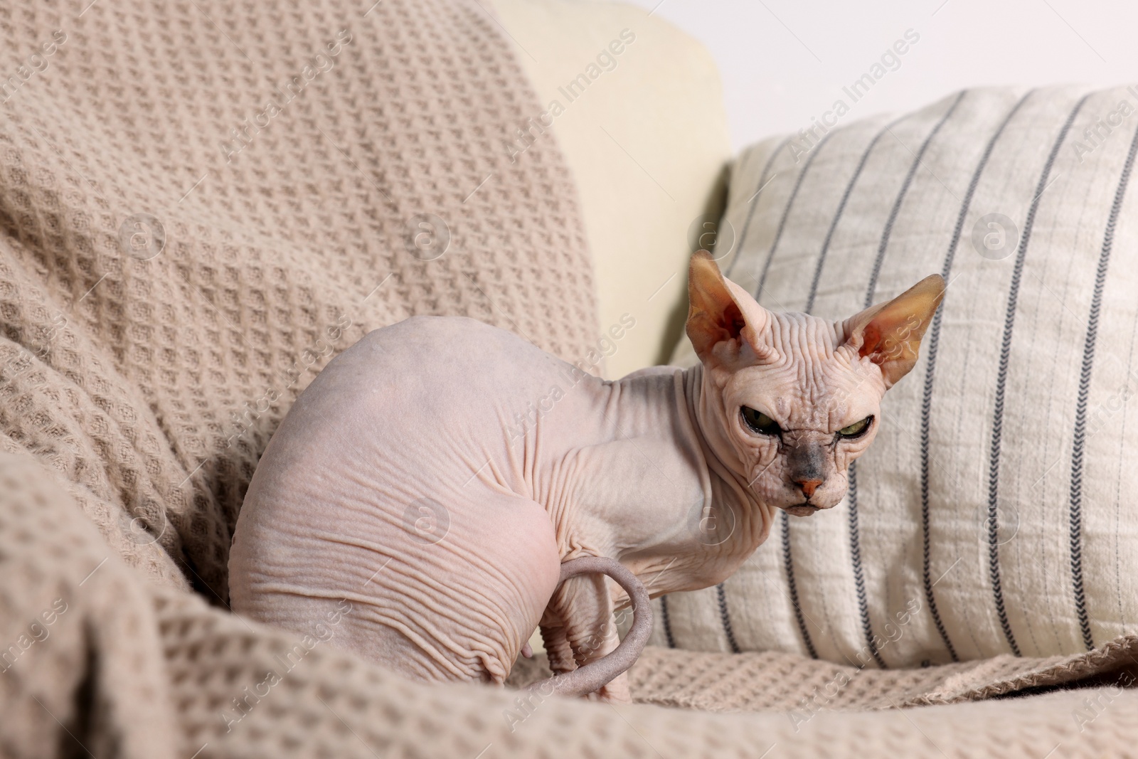 Photo of Beautiful Sphynx cat on sofa at home. Lovely pet