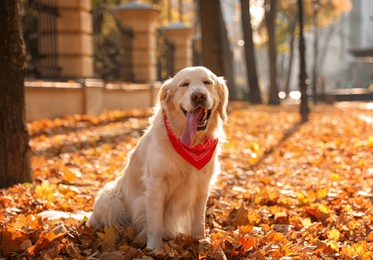 Funny Golden retriever in sunny autumn park