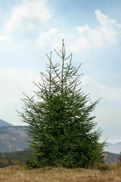 Photo of Big coniferous tree growing on mountain hill