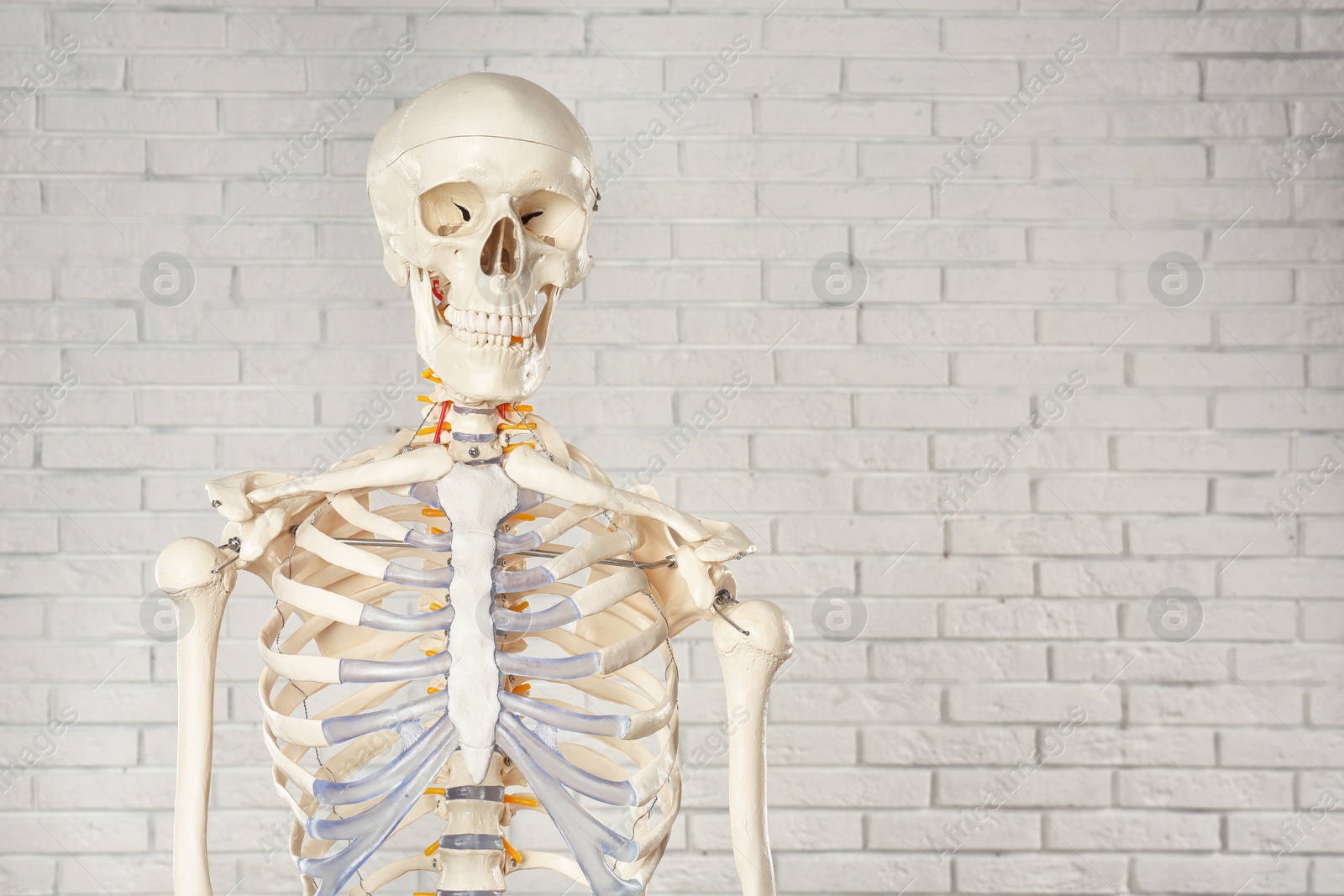 Photo of Artificial human skeleton model near white brick wall. Space for text