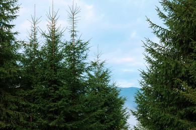 Photo of Beautiful green conifer trees growing in forest