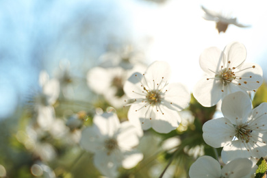 Photo of Blossoming cherry tree, closeup