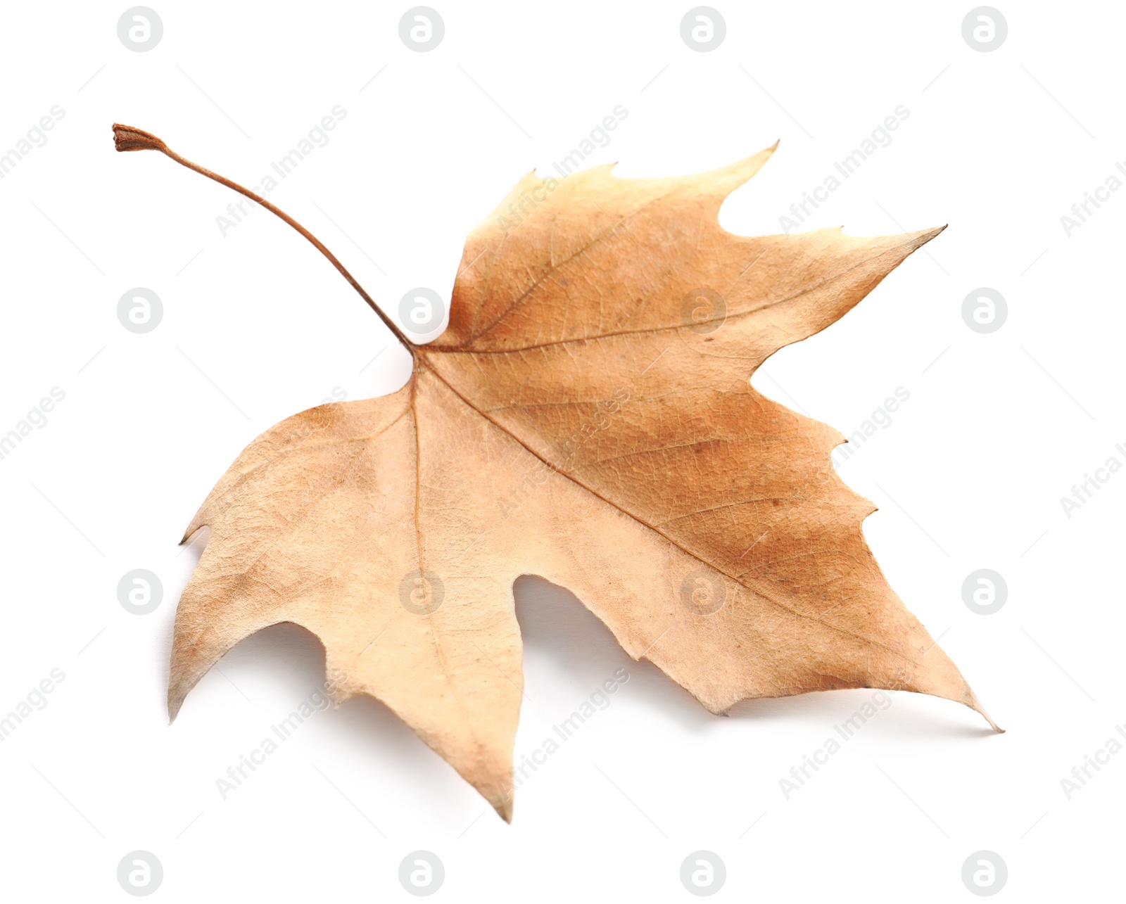 Photo of Beautiful autumn leaf on white background. Fall foliage