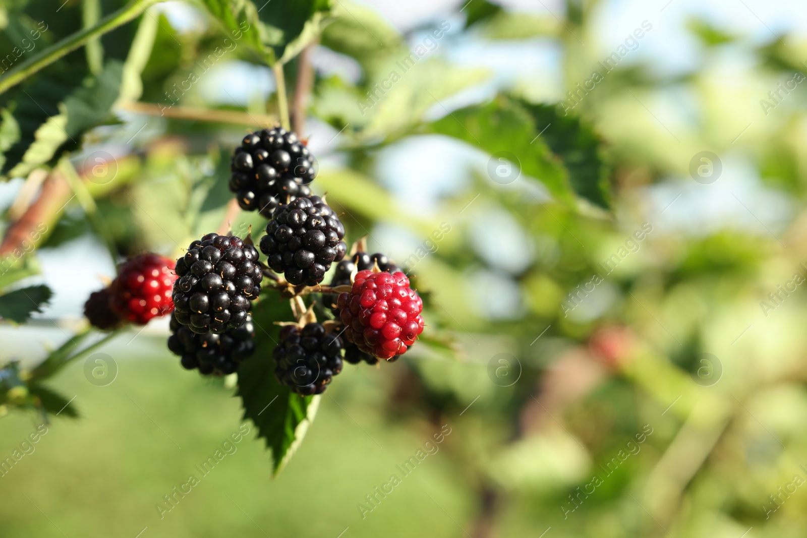 Photo of Ripe blackberries growing on bush outdoors, closeup. Space for text