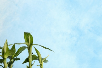 Green bamboo plant with leaves on color background. Space for text