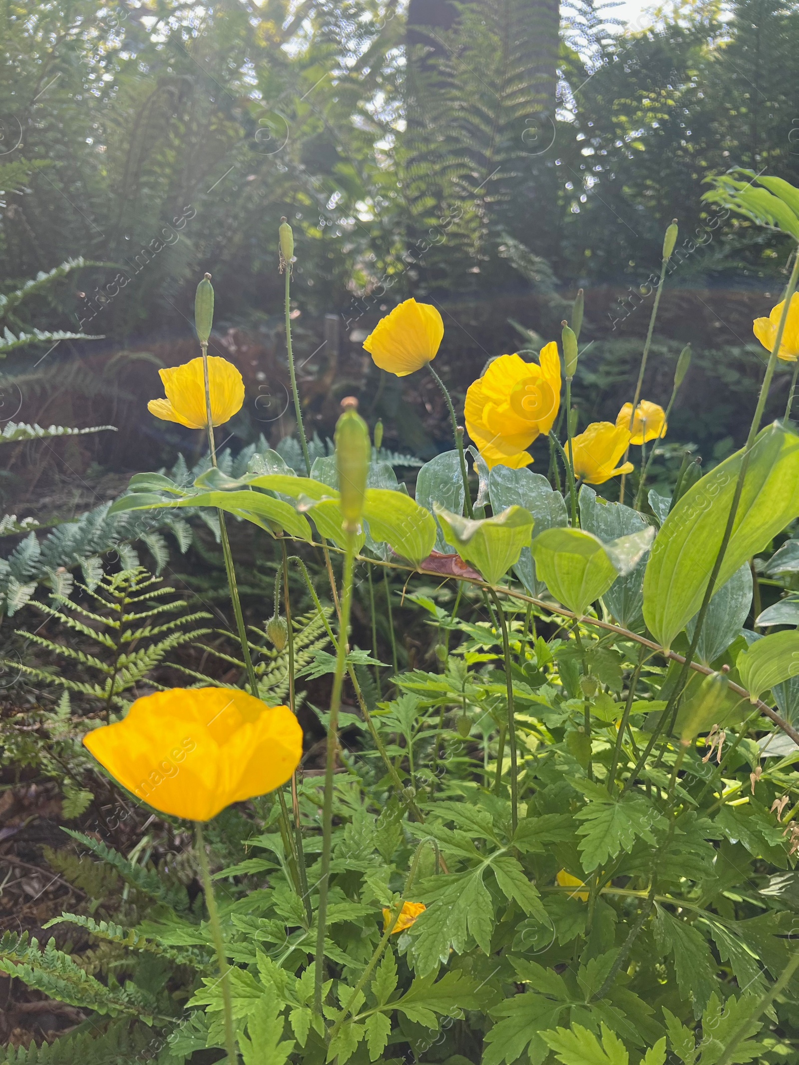 Photo of Beautiful yellow Eschscholzia flowers growing outdoors on summer day