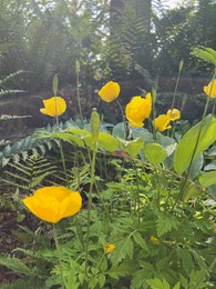 Photo of Beautiful yellow Eschscholzia flowers growing outdoors on summer day