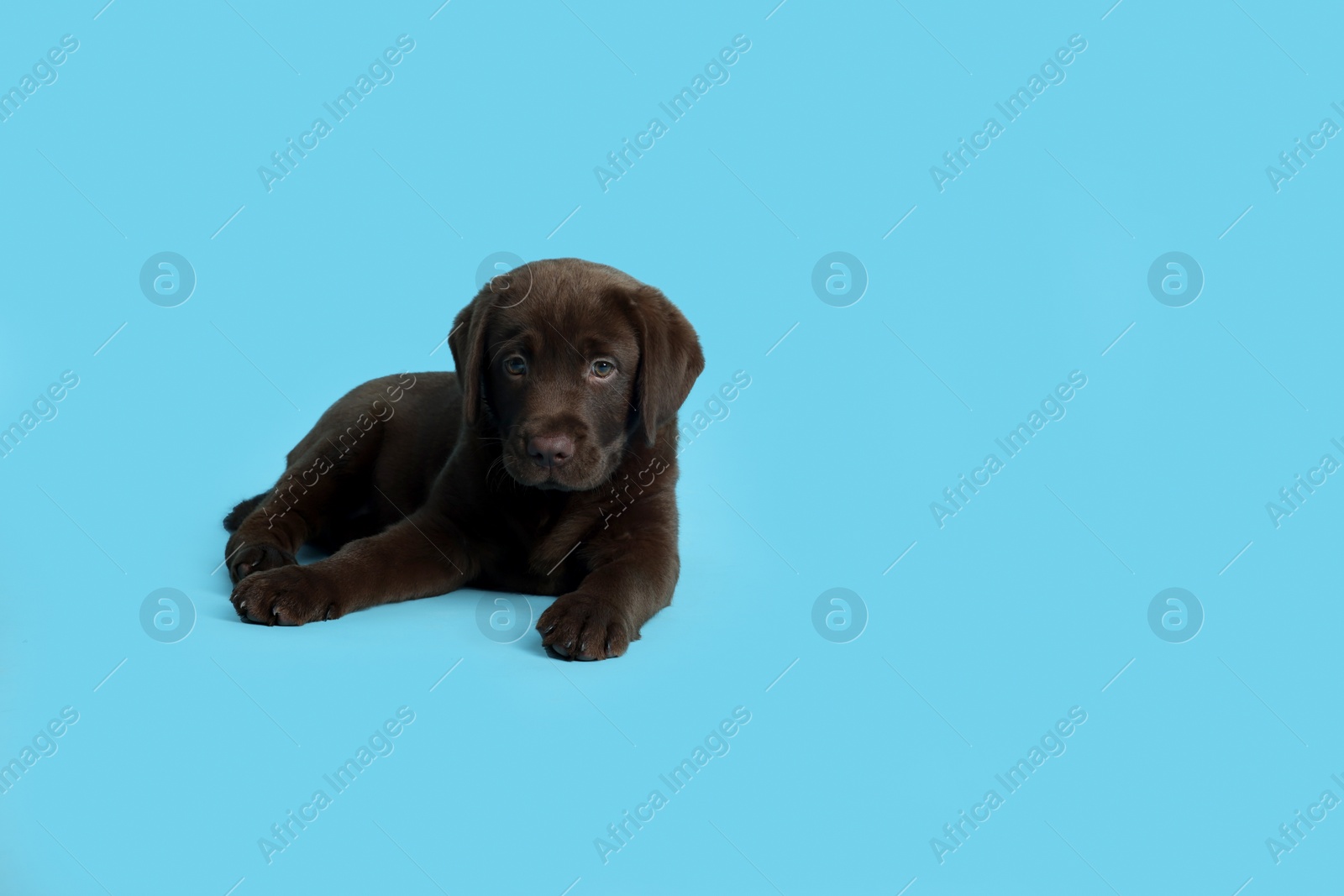 Cute chocolate Labrador Retriever puppy on light blue background, space for text Photo of Cute chocolate Labrador Retriever puppy on light blue background, space for text